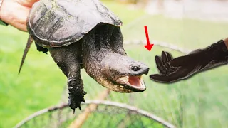 SNAPPING TURTLE VS BITE PROOF GLOVES!