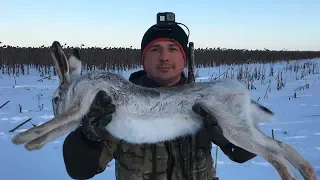 Охота на зайца в стиле ЭКШН!!  Action -style hare hunting!