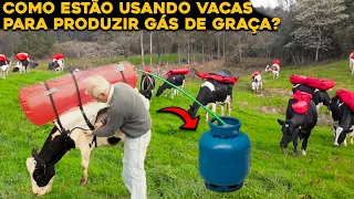 COMO ESTÃO USANDO VACAS PARA FAZER GÁS DE COZINHA DE GRAÇA?