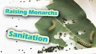Raising Monarchs - Sanitation (Help The Monarch Butterfly)
