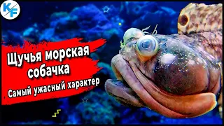 Щучья Морская Собачка - бойтесь поцелуев этого монстра. Глубоководный хищник с ужасным характером.