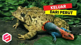 TIDAK MAU MENYERAH, Binatang Ini Keluar Dari Perut Pemangsanya..