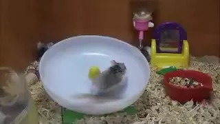 crazy hamsters playing!