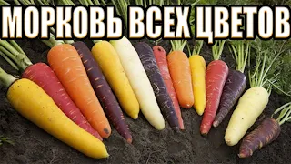 КАКОЙ ЦВЕТ НАСТОЯЩЕЙ МОРКОВИ - зачем в древности выращивали морковь черного цвета?