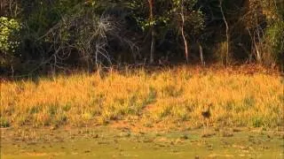 Тайны дикой природы Индии -  Хищники джунглей