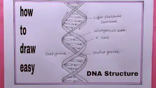 How to draw structure of DNA double helix/structure of DNA