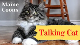 Maine Coon Talking To Owner