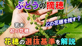 ぶどうの摘穂　どの花穂を残せば良い？　花穂の選抜基準について解説　若木のぶどう・初心者さん向けの解説動画です