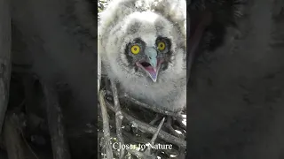 Owlet protects the nest / Совенок Ушастой совы защищает гнездо