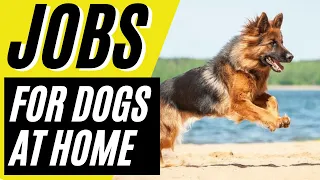 5 Jobs For German Shepherds or Blue Heelers at Home