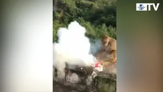 Alimentan a mono con explosivos