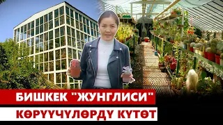 Бишкек "жунглиси" көрүүчүлөрдү күтөт