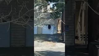 Bear Climbs Through TINY Hole to get into the Garage