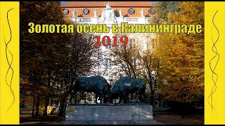 Золотая осень в Калининграде 2019. Golden Autumn in Kaliningrad 2019.