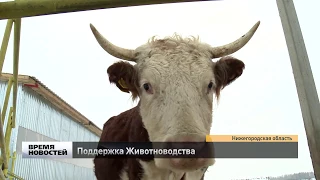 Поддержка животноводства в Нижегородской области