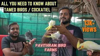 Factors to know about keeping of Tamed birds/Cockatiel | Pavithram Bird Farm | Raghu in town