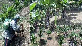 ARECANUT FARMING / BETEL NUT FARM , Beautiful and hard working farmer💪.