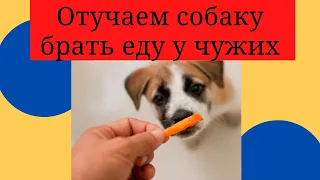 Как отучить собаку брать еду у чужих.  Отучаем брать у посторонних