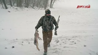 Охота на зайца загоном. С полем!