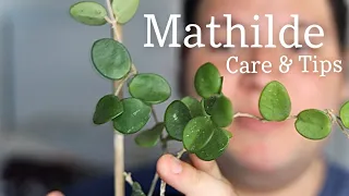 HOYA MATHILDE || Plant Care & Tips