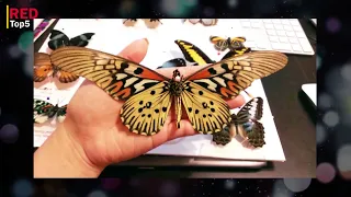 5 poisonous butterflies that can kill humans||Did you know?