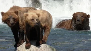 Fierce Mother Bears of Brooks Falls | Alaska 🌎 🇺🇸 | Wild Travel | Robert E Fuller