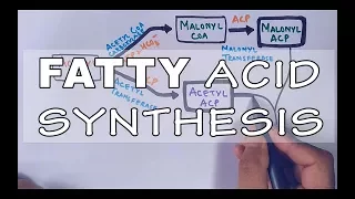 Fatty Acid Biosynthesis | Part II