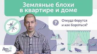 Как вывести блох? | Земляные блохи и постельные блохи | Обработка от блох