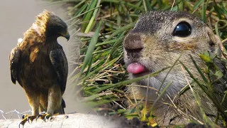 How an Booted Eagle hunts Gophers | Film Studio Aves