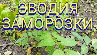 Эводия Даниэля после первых заморозков