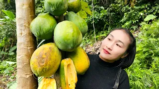 Harvesting papaya & cabbage goes to market sell - Cooking - Animal care | Ly Thi Tam