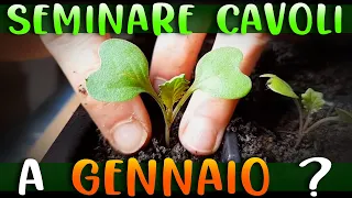 PROGETTO CAVOLO TONDO EVOLUTIVO: SEMINARE a GENNAIO CAVOLI CAPPUCCI e VERZE Orto Supertranquillo RAW