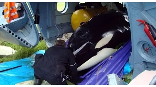 Russia Holding Orca Whales In 'Torture' Conditions