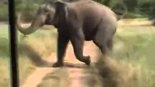 Exclusive Elephant Attack at Wasgamuwa National Park, Sri Lanka