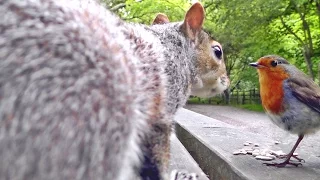 Videos For Cats To Watch - Squirrels, Robin and Great Tit Birds