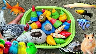 Hunting Snails, Dung Beetle - Mencari Bekicot Dan Menangkap Ikan Hias, Hamster, Ayam Batik, Turtle