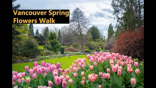 Vancouver Cherry, Tulip and Spring Flowers Walk