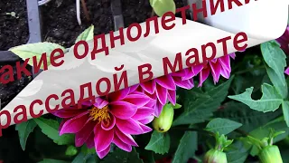 НЕПРИХОТЛИВЫЕ однолетники посеять в МАРТЕ