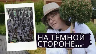 На тёмной стороне...