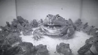 【WARNING LIVE FEEDING!!】Jabba & 101 frogs.【African bullfrog】