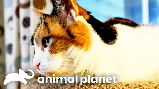 Jackson's Battle to Save a Family from Their Own Cat | My Cat From Hell | Animal Planet