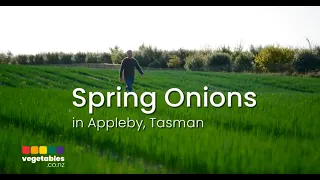 New Zealand Grown Spring Onions