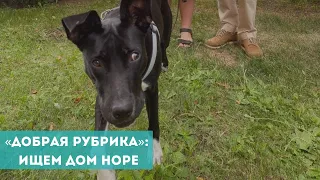 «Добрая рубрика»: ищем дом Норе