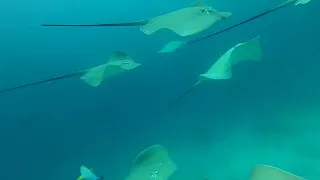 Dive #120 at "Shark Tank", Hulhumale, Maldives | Spinner Shark | Stingray