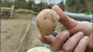 Como sembrar patatas y en qué época  hacerlo🥔 El Huerto de Kevin