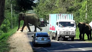 Wildlife officer moving elephants away. | The Best Of wild elephants moments