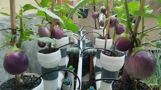 Growing hydroponic eggplants with the Dutch bucket system || hydroponic farming