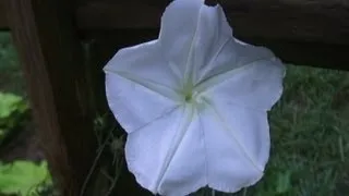 Night Blooming Moon Flower! #gardenmagic