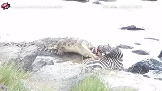 Top Deadly Crocodile vs Zebra Moments (bloody) *Graphic Content*