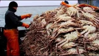 Big King Crab Fishing on The Sea - Crab Fishing Trap Deep Sea Modern Vessel Crab Fishing